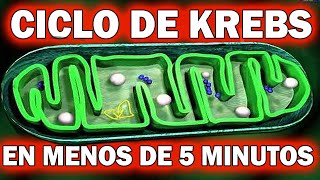 CICLO DE KREBS EN MENOS DE 5 MINUTOS😨 [upl. by Erik]