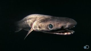 Alien Sharks The Frilled Shark [upl. by Adnilemreh]