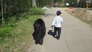 A Newfoundland dog walking my son Casper and also protecting him ❤ in May 2009 [upl. by Suzy]