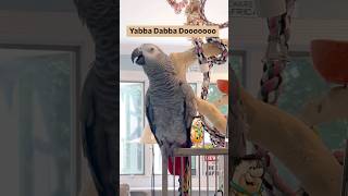 Yabba Dabba Dooooooo🥰🦜❤️happyparrot talkingbird yabbadabbadoo Flintstones birds funny pets [upl. by Stich]