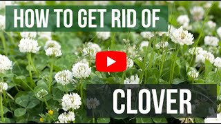 How to Get Rid of Clover in the Lawn  Weed Control Like a Pro [upl. by Adnamahs606]