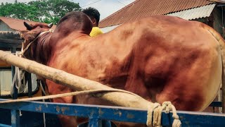 Paragram Gorur Hat er Shahiwal Goru Collection 2024 • Qurbani Goru Vídeo • Cow Lovers [upl. by Shauna]