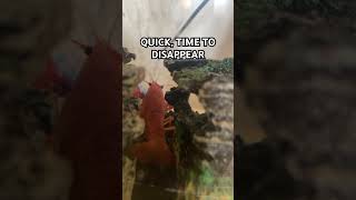 How was that leaf so perfectly timed 😂 memes funny crayfish orangecrayfish [upl. by Lebazej]