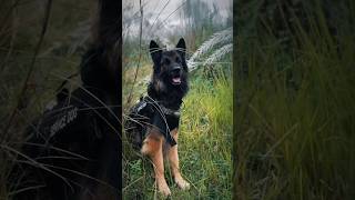 German shepherd dog and Wolf mix is WolfShepherd or Wolf Dog germanshepherd shorts youtubeshorts [upl. by Eninnaj]