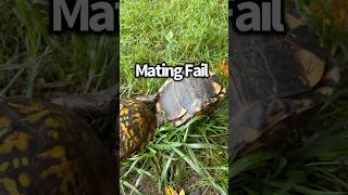 Mating Fail When She Says No it’s No🫢 mating turtles animalshorts reptiles love [upl. by Jacklin]