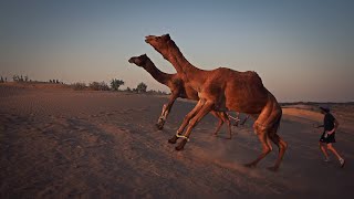 ATTAQUE DUN CHAMEAU DANS LE DESERT [upl. by Bloem696]