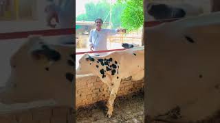 dairy lovers ❤️💕 youtube cow dairy dairyindustry dairyfarming love farming dairycows [upl. by Anilatak]