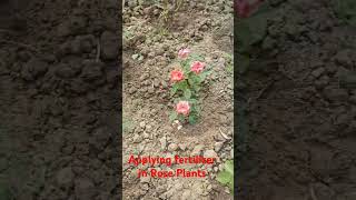 How to apply Mixture fertilizer in Rose Plants in A Garden [upl. by Arita]