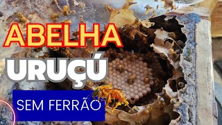 ABELHA sem FERRÃO  Iniciando a criação de abelhas Uruçu Amarela [upl. by Thinia]