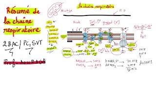 Résumé de la chaine respiratoire  2BAC SVT et PC [upl. by James]