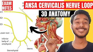 ansa cervicalis anatomy 3d  ansa cervicalis head and neck  ansa cervicalis root anatomy [upl. by Enelyahs809]