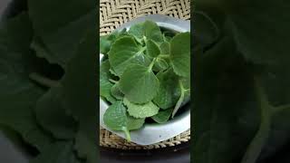 oregano vs ajwain [upl. by Anaya]