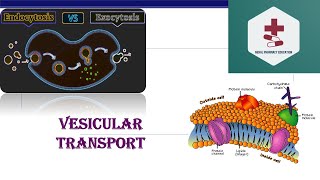 Vesicular transport  Endocytosis  Exocytosis  Phagocytosis  Pinocytosis  B Pharm Medical [upl. by Eilarol359]