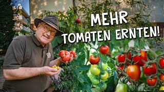 8 Tipps für eine bessere Tomaten Anzucht amp Ernte 🍅  Richtige Aussaat Pflanzung amp Pflege [upl. by Ayanad]