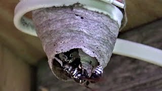 Bald Faced Hornets Hatched Workers Time Lapse Yellow Jackets Nest [upl. by Tristan279]