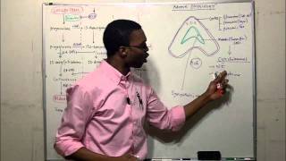 Adrenal physiology steroid pathway [upl. by Bailey]