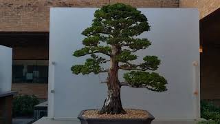 Hinoki Cypress Bonsai Tree Chicago Botanic Garden Bonsai Collection October 2023 bonsai [upl. by Sankey]