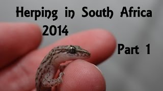 Herping  catching wild reptiles and amphibians in South Africa 2014 Part 1 FullHD [upl. by Sucramaj]