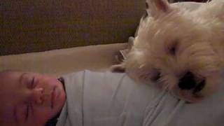 Westie Dog sleeps on baby [upl. by Doretta]