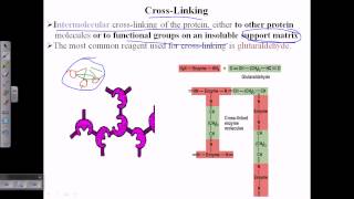 Enzyme cross linking [upl. by Aytida]