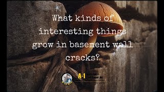 What kinds of interesting things grow in basement wall cracks [upl. by Domenech]