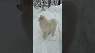 It was so nice seeing him in his element for a bit ❄️🐻‍❄️ POLAR BEAR happy dog samoyed wholesome [upl. by Oterol]