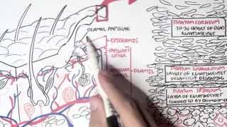 Dermatology  Overview [upl. by Duester]