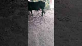 Mastitis treatment of cow [upl. by Almena764]