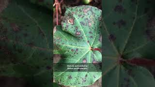 Understanding the Alternaria Leaf Spot disease in cotton plants… [upl. by Nevad]