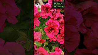 Pelargonium ko cuttings 15 days ma ready garnu hos  pelargonium ytshortsvideo [upl. by Psyche]