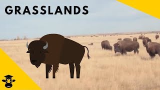 Grasslands  Biomes of the World [upl. by Nevaeh]