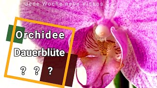 Orchideen Folge 1 Pflege die Blüte [upl. by Alithea465]