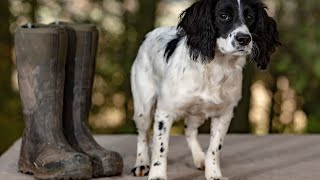 Managing English Springer Spaniel Barking Behavior [upl. by Naloj]