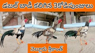 నెల్లూరు కోళ్లు 84989 11039 Khrfarms [upl. by Oconnor]