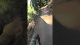 Soquel Demo state forest 101724 [upl. by Loutitia]