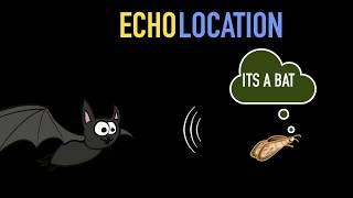 Echolocation amp SONAR [upl. by Ellehsyt]