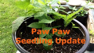 Paw Paw Seedling Update [upl. by Airetnahs]