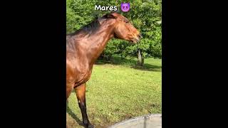 Mares vs Geldings equestrainhorsefypシ゚viral [upl. by Nahgen833]