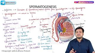 2 General Embryology  Spermatogenesis [upl. by Suivatco]