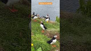 Puffins in Iceland [upl. by Dworman]