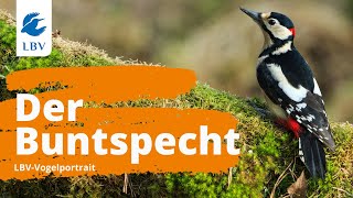 Der Buntspecht Dendrocopos major Steckbrief mit Gesang Vogelarten kennen lernen mit den Experten [upl. by Ardnuahsal]