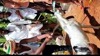 💐🌹🙏sappalamma devi temple jatra 🙏🌹💐 [upl. by Homere946]