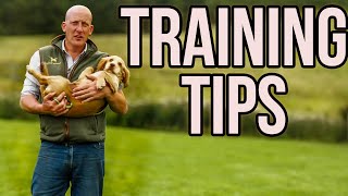 HOW TO TRAIN A GUNDOG PART TWO [upl. by Mcdougall]