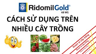 Ridomil Gold cách sử dụng trên các loại cây trồng  Syngenta  VFC  thuốc trừ bệnh [upl. by Llezniuq]