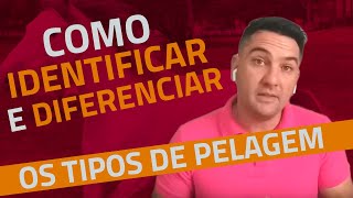 Como aprender a diferenciar e identificar os TIPOS DE PELAGENS dos Cavalos [upl. by Malachy]