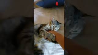 Nooo me mordió 😭 cat estrella noob [upl. by Munshi32]