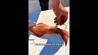 戶外捕魚：漁民用釣上來的大魷魚再次作鉺海釣 最適合冬天的釣魚經驗來了 原來釣魚才是抖音運動頂流 釣魚的樂趣只有釣魚人懂 戶外 海釣 [upl. by Baler]