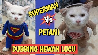 KUMPULAN VIDEO KUCING LUCU BIKIN NGAKAK [upl. by Ecienal]