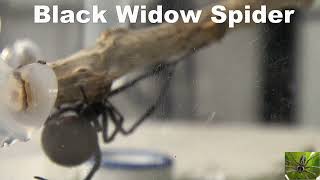 Black Widow Spider in New Spider Habitat from Amazon [upl. by Korwin]