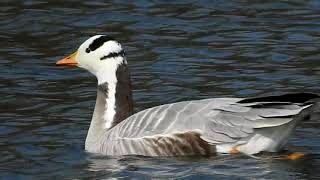 Gęś tybetańska Barheaded goose Anser indicus [upl. by Llemert]